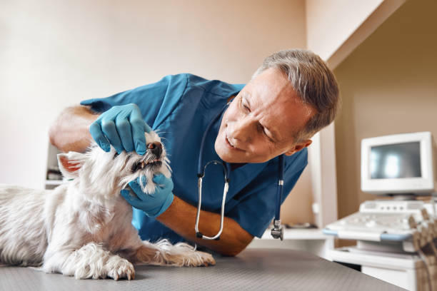 Best Emergency Root Canal Therapy in Williamston, MI